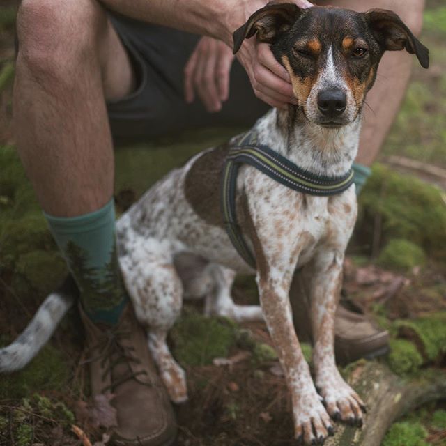 forest socks