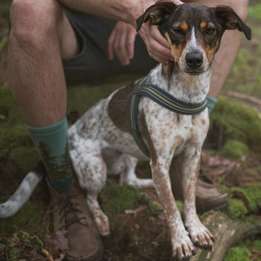 forest socks